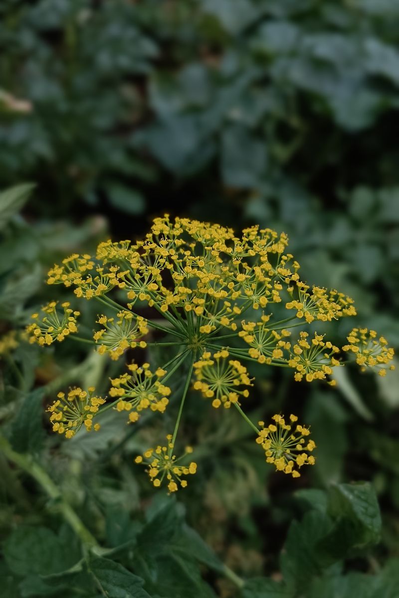 Bupleurum