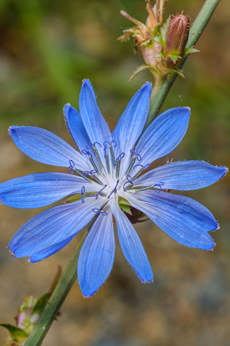 Inulin