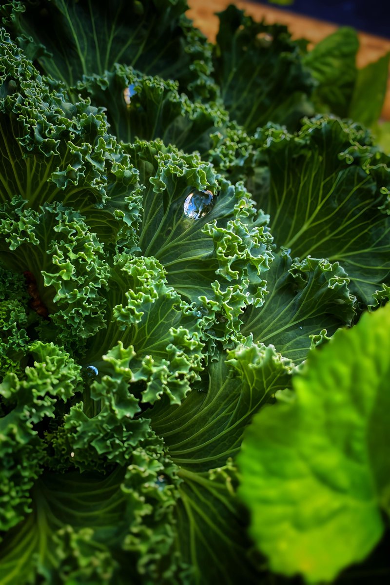 Kale
