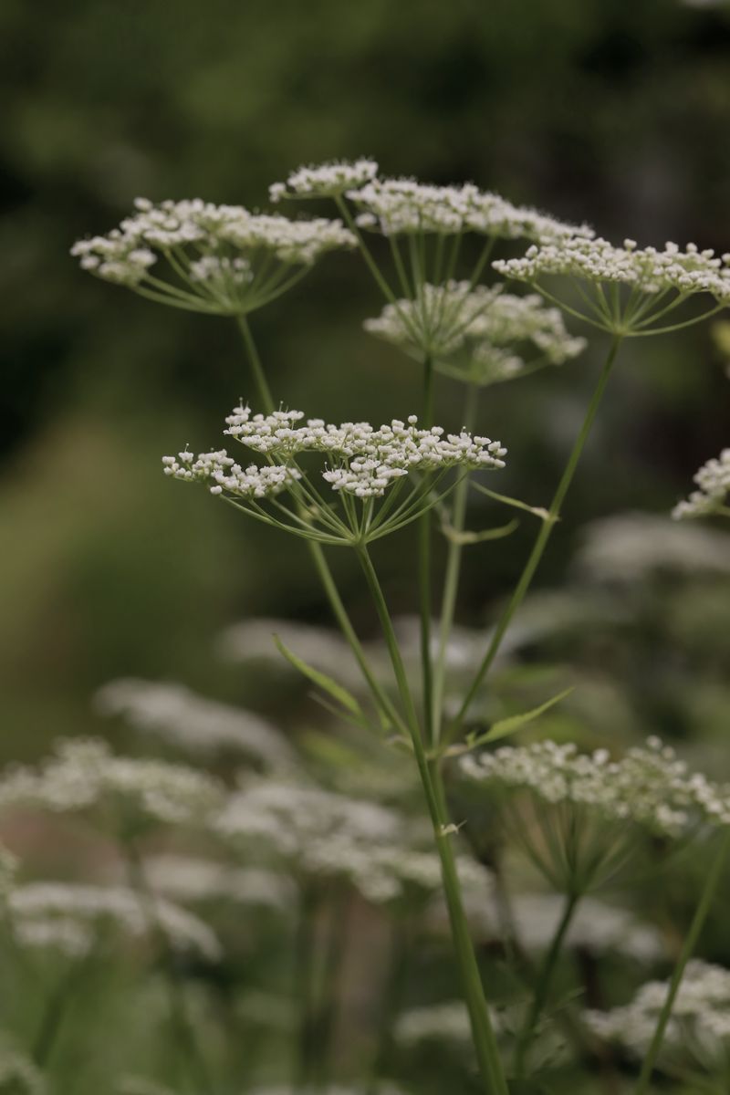 Ligusticum