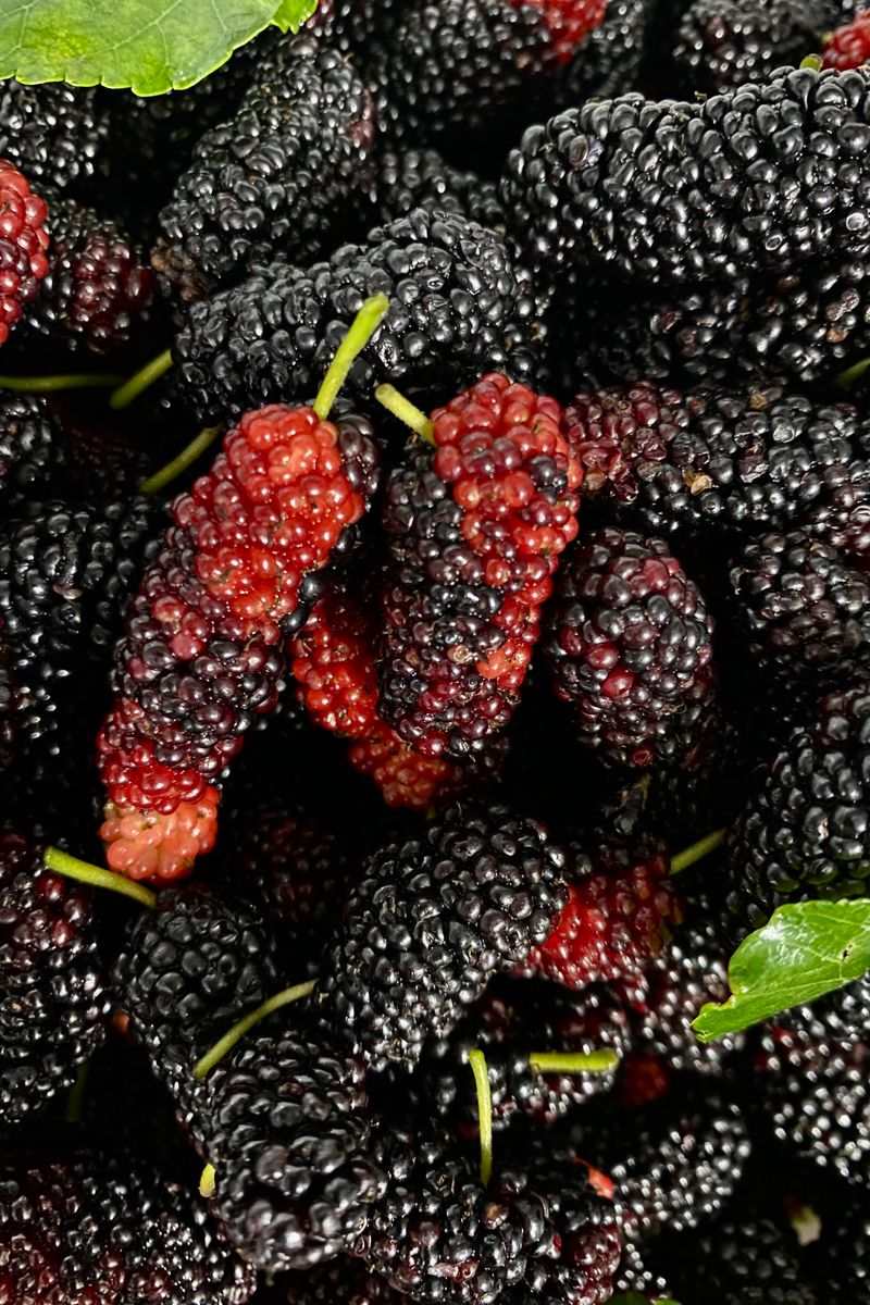 Black mulberry