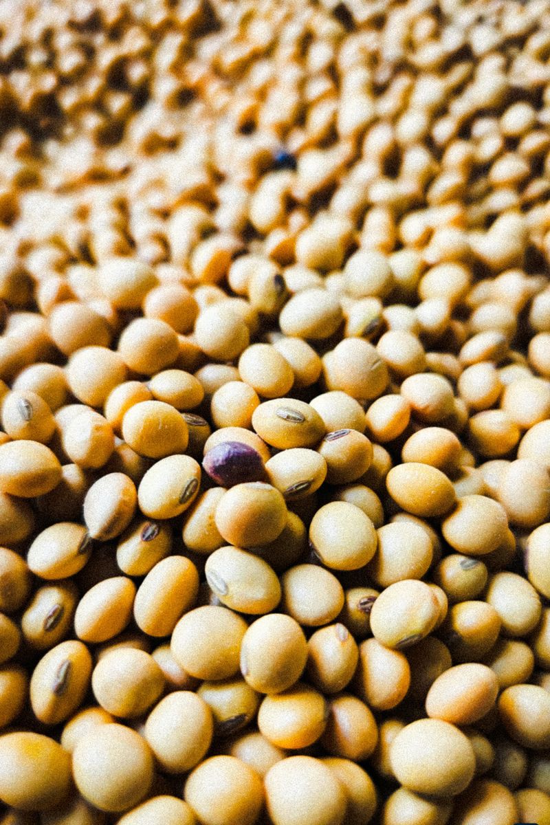 Soy and isoflavone