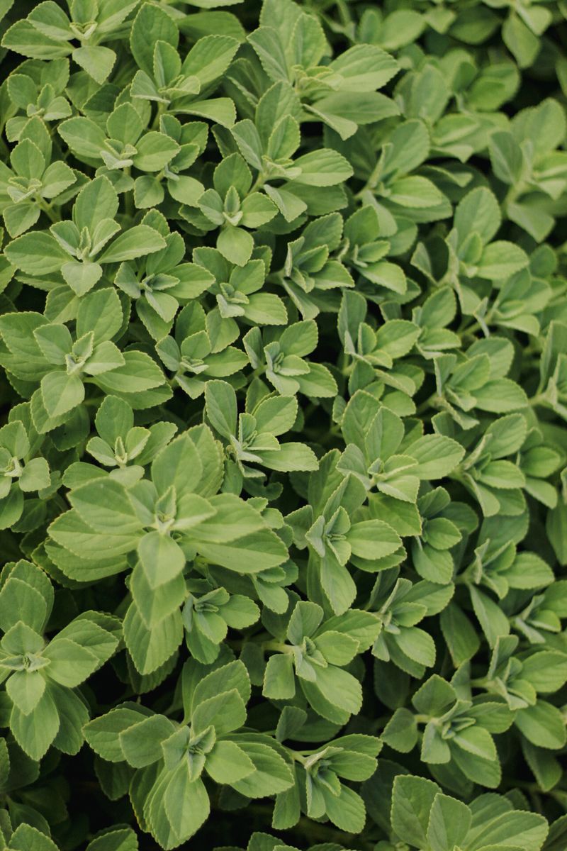 Stevia leaf